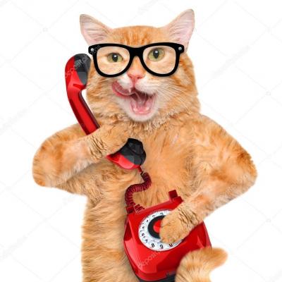 Depositphotos 75038769 stock photo cat talking on the phone